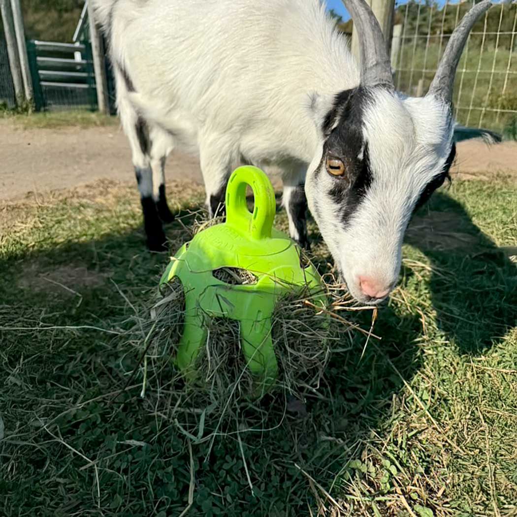 Jolly Hay Ball, 8" – Interactive Horse & Livestock Toy for Hay Feeding and Enrichment - Image 7