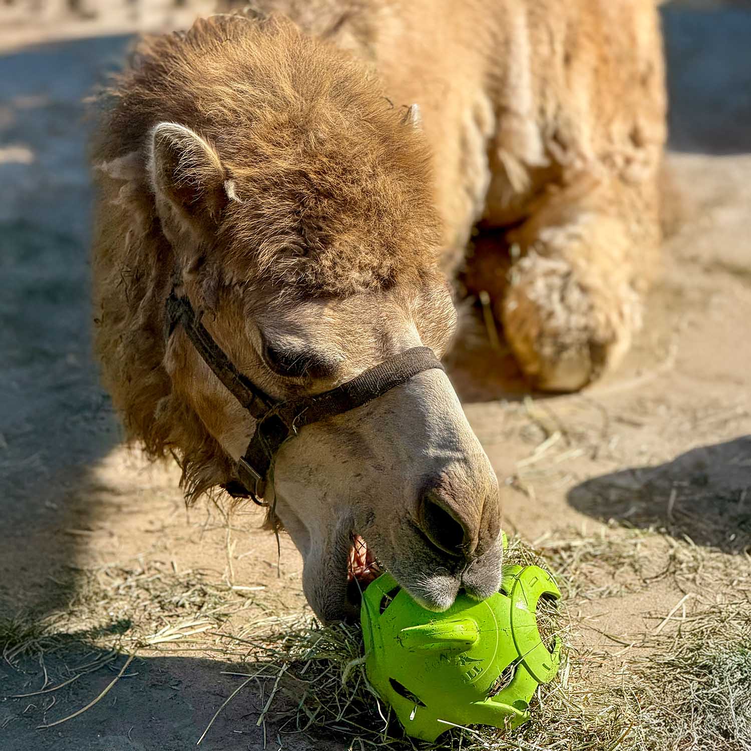 Jolly Hay Ball, 8" – Interactive Horse & Livestock Toy for Hay Feeding and Enrichment - Image 8