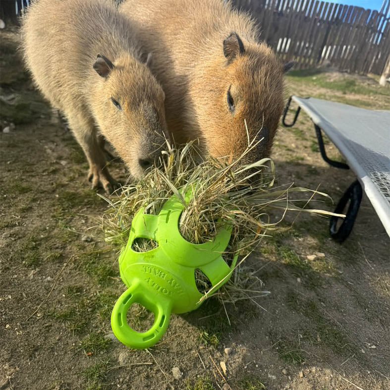 Jolly Hay Ball, 8" – Interactive Horse & Livestock Toy for Hay Feeding and Enrichment - Image 9