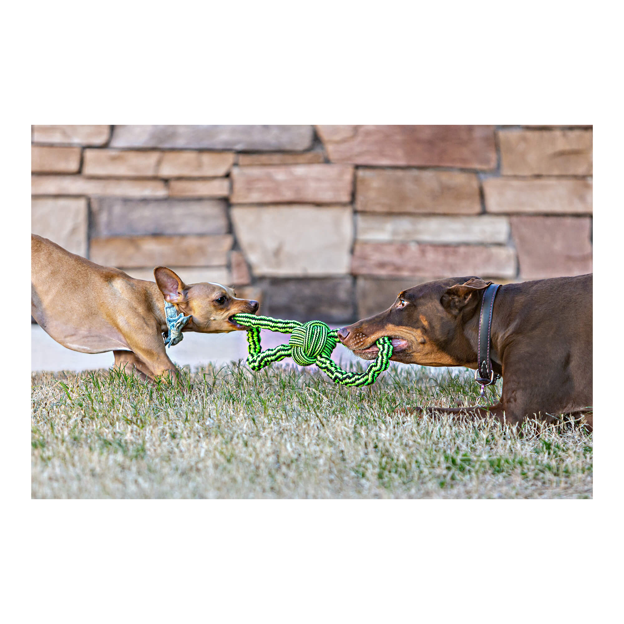 Knot-n-Chew Small/Medium, Gentle Tugger - Image 2