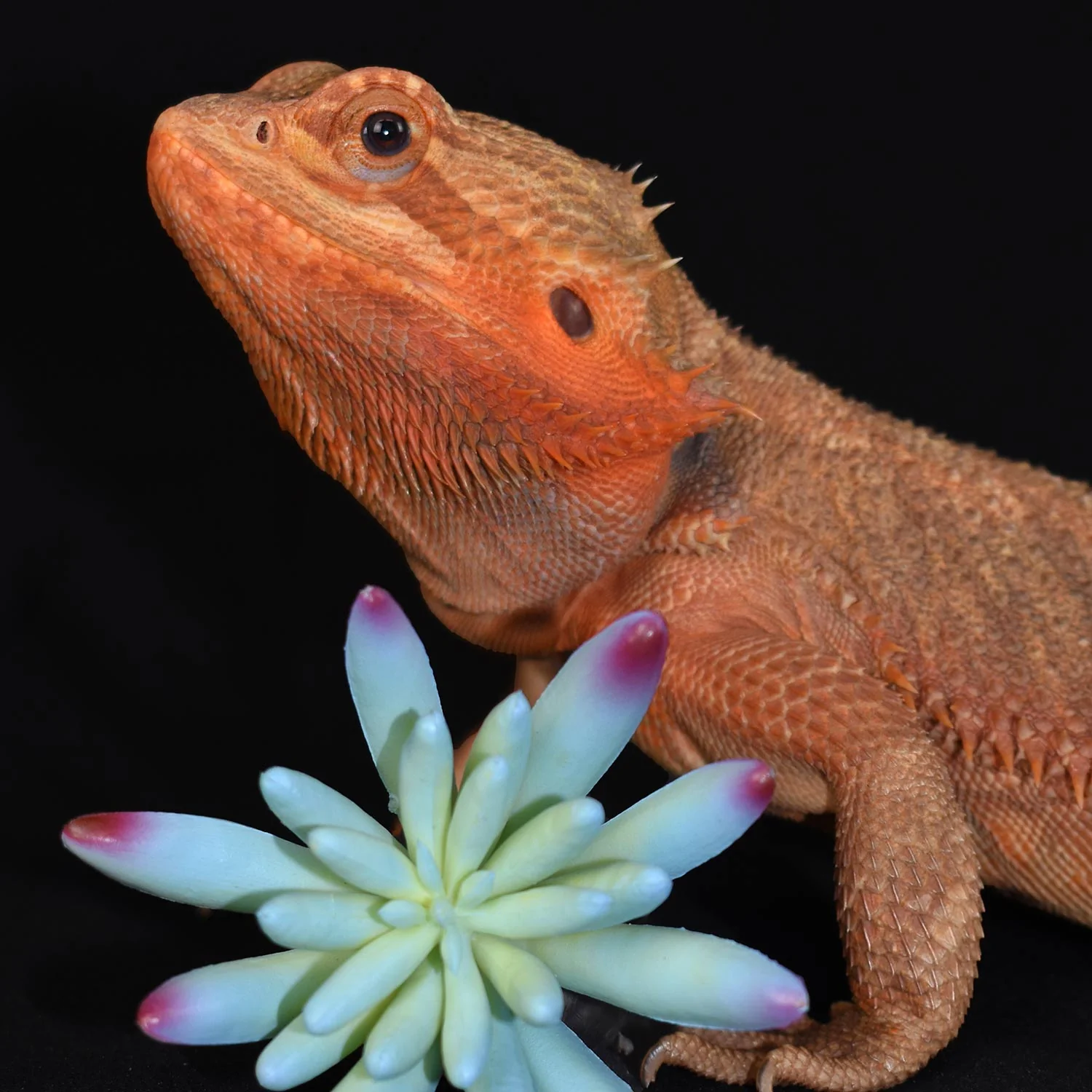 Komodo Succulent, 3 pk - Image 3