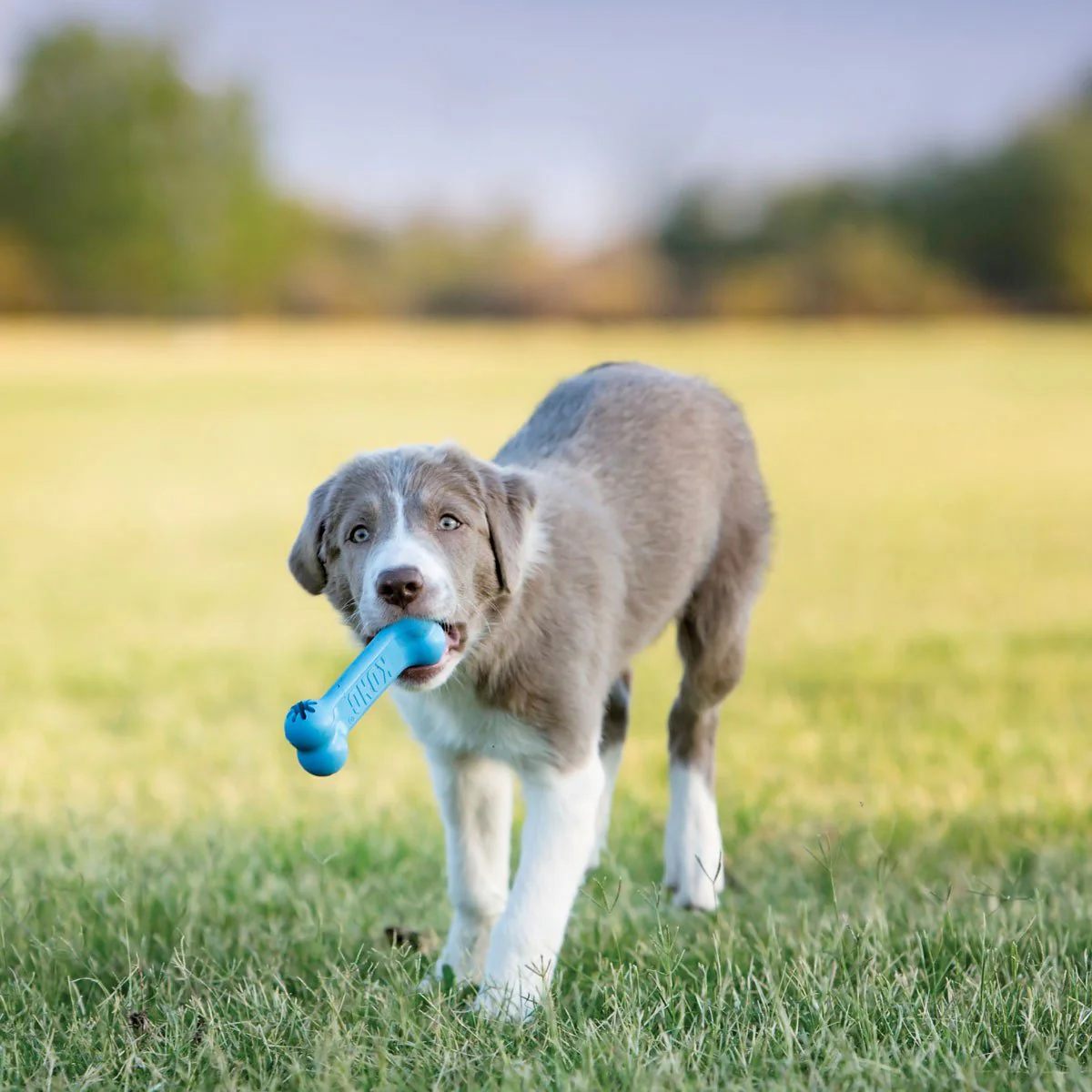KONG Puppy Goodie Bone Treat Dispensing Dog Chew Toy – Soft Rubber Teething Toy for Puppies - Image 8