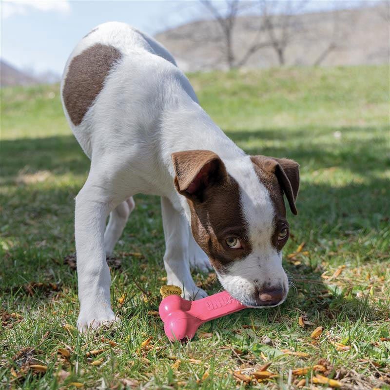 KONG Puppy Goodie Bone Treat Dispensing Dog Chew Toy – Soft Rubber Teething Toy for Puppies - Image 9