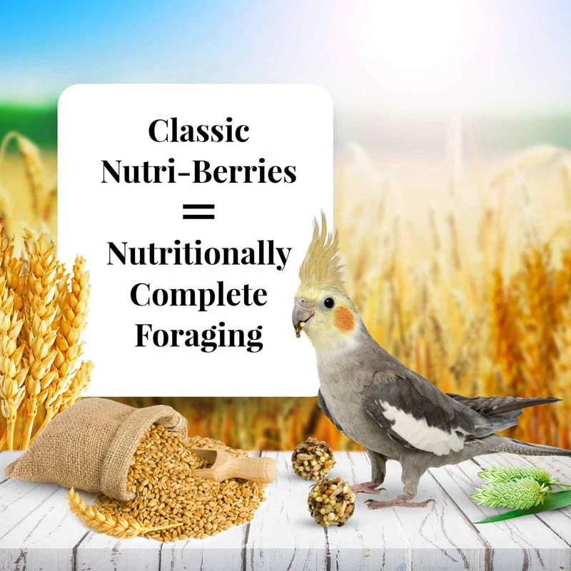Lafeber Classic Nutri-Berries Bird Food, 10 oz – Foraging Formula for Small, Medium & Large Birds - Image 15