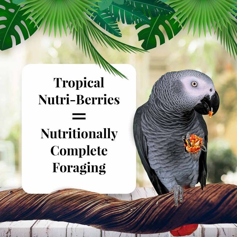 Lafeber Parrot Tropical Fruit Nutri-Berries Bird Food, 10 oz bag - Image 3