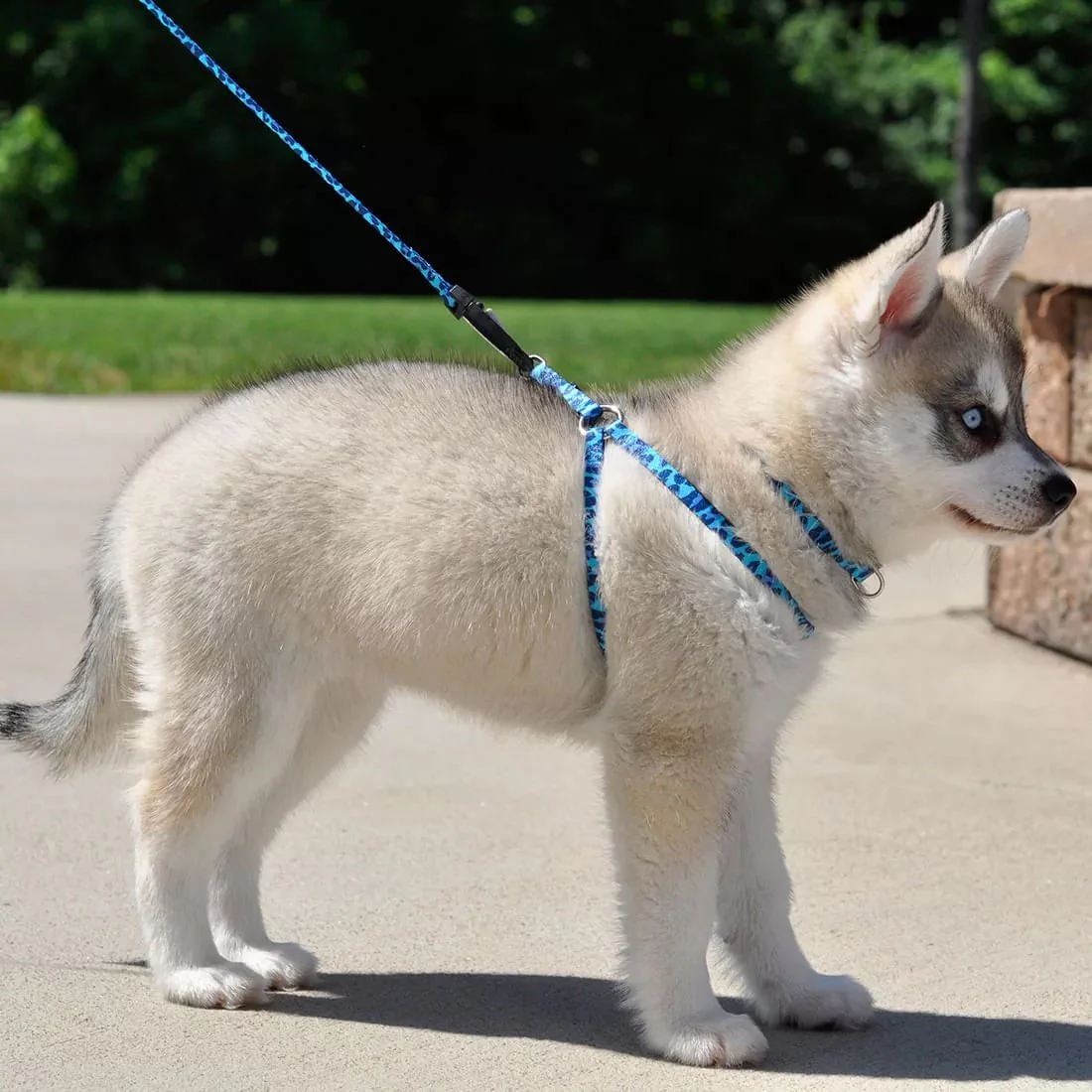 Li'l Pals Adjustable Patterned Dog Collar - Image 10