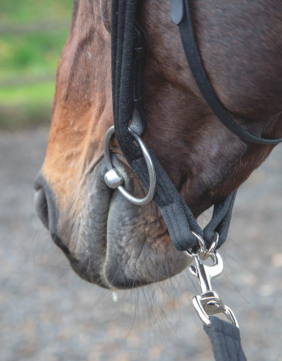 Shires Lunging Adapter