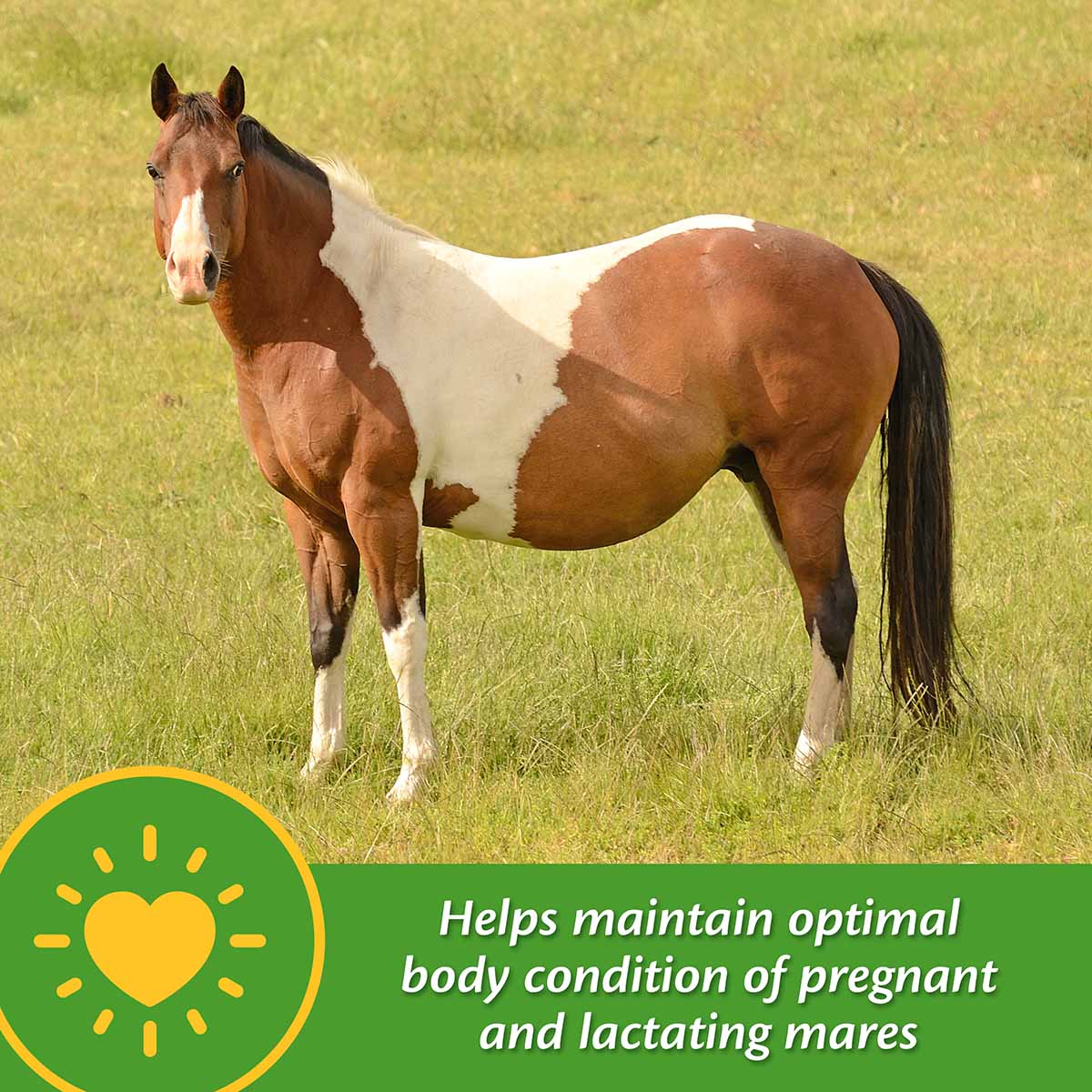 Mare Plus Gestation and Lactation Supplement, Pellets - Image 11