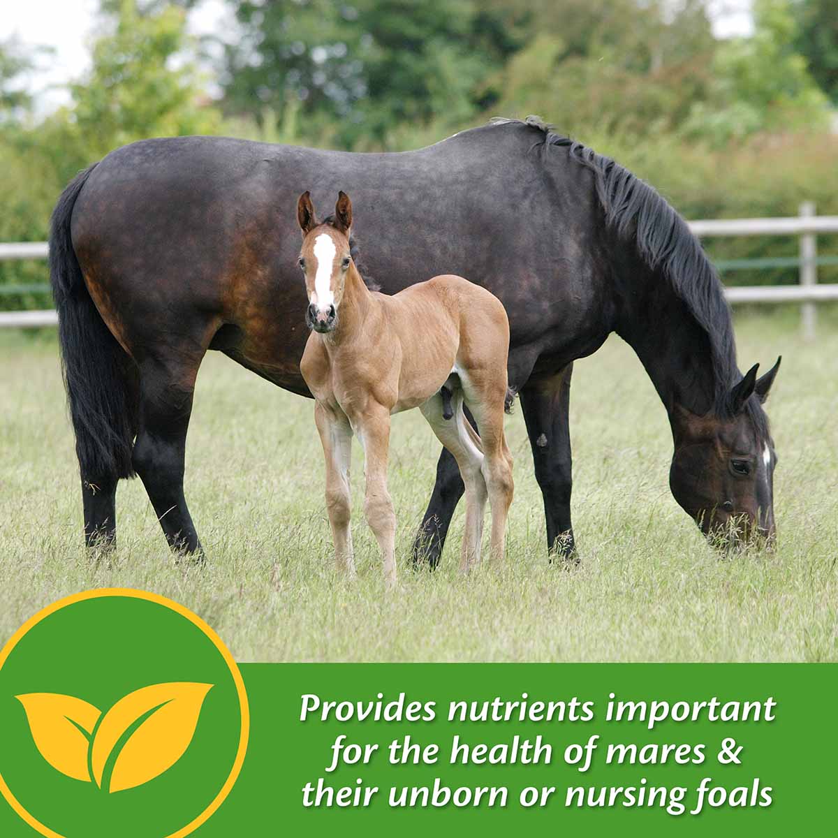 Mare Plus Gestation and Lactation Supplement, Pellets - Image 12