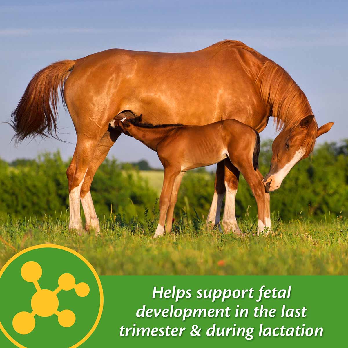 Mare Plus Gestation and Lactation Supplement, Pellets - Image 13