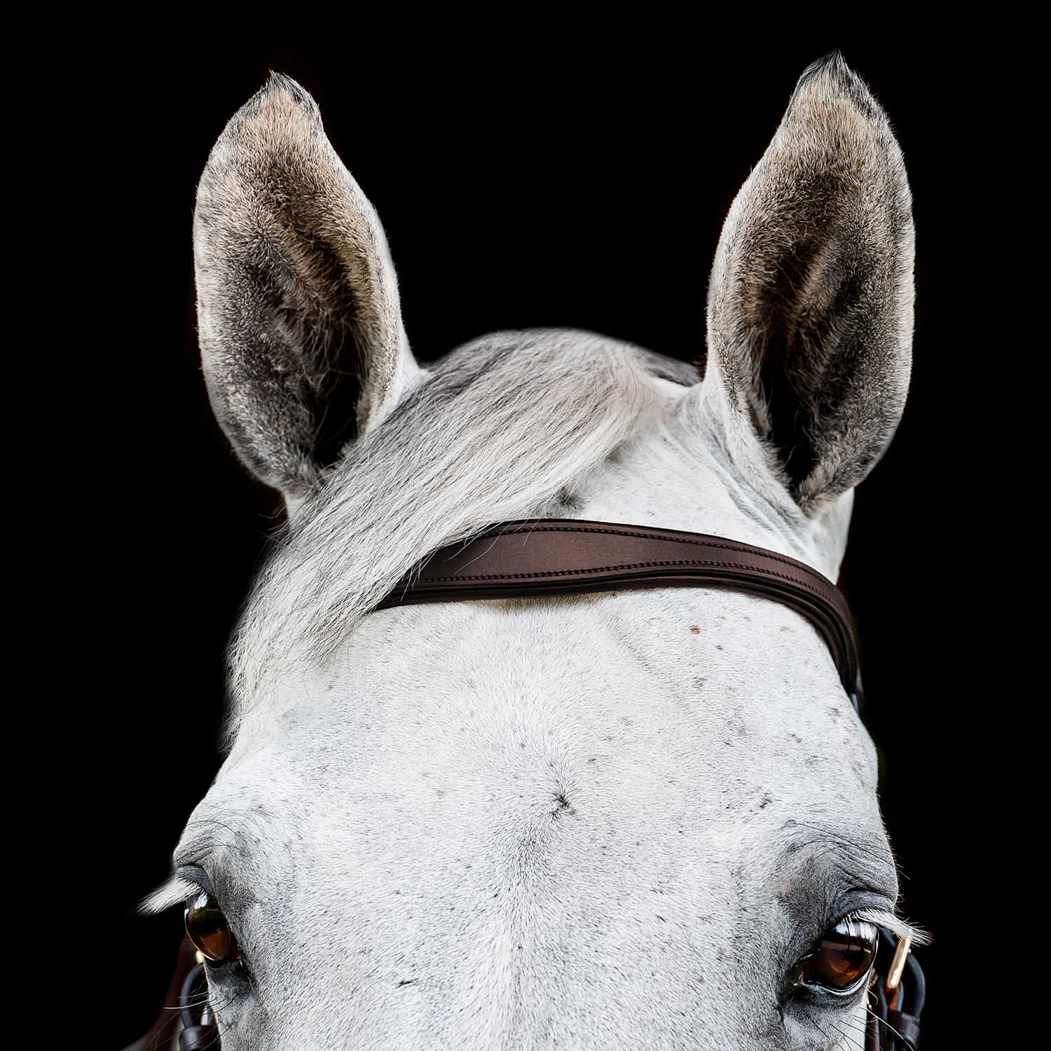 Micklem 2.0 Multi Bridle for Horses – Adjustable Bit Straps, Padded Leather, Pressure-Relief Design - Image 4