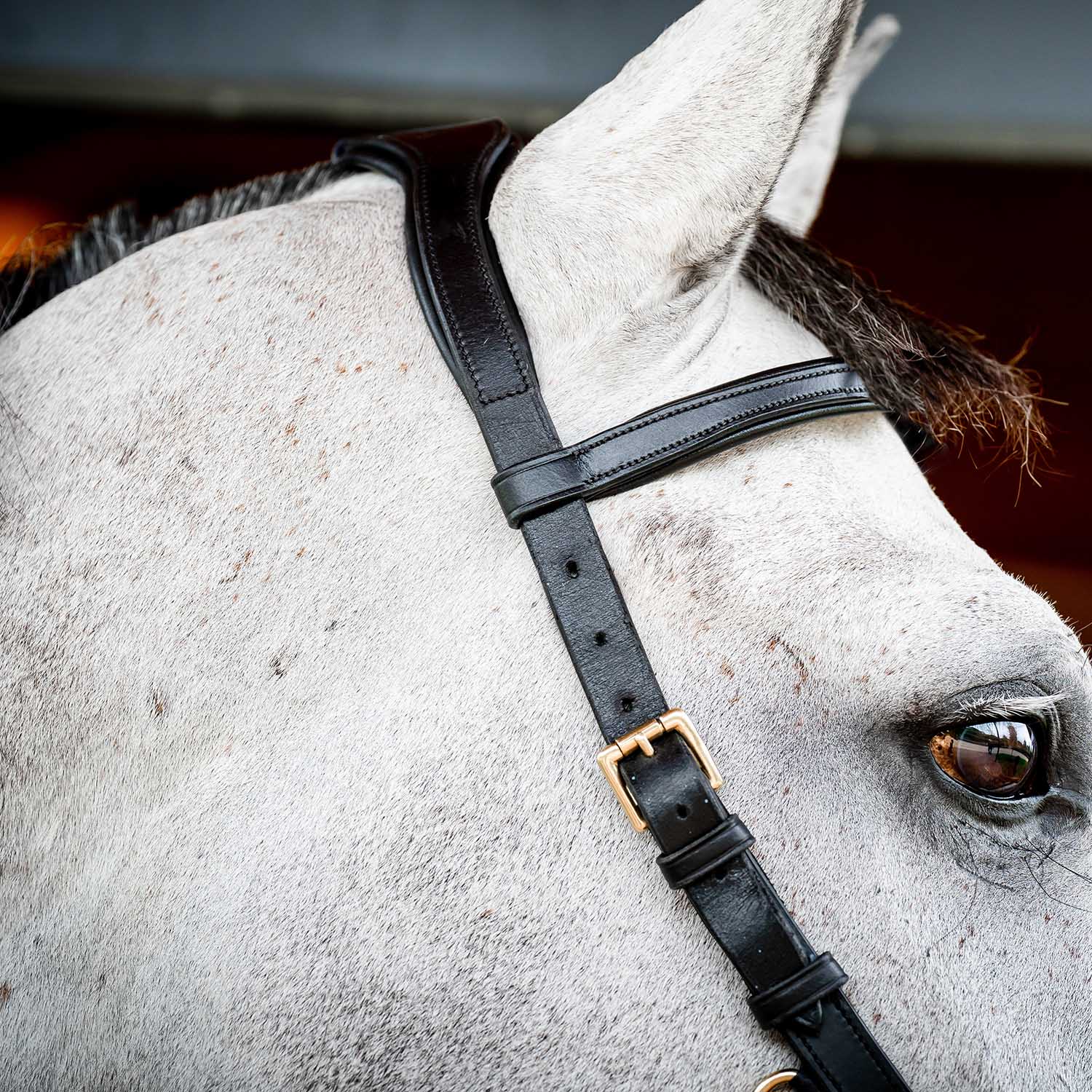 Micklem 2.0 Multi Bridle for Horses – Adjustable Bit Straps, Padded Leather, Pressure-Relief Design - Image 8