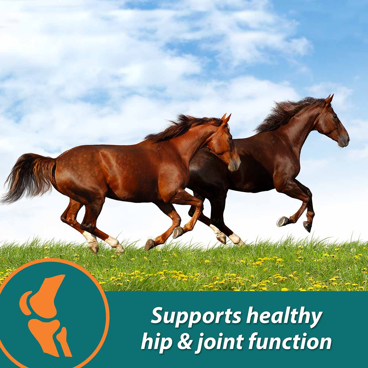 Next Level Joint Pellets for Horses, 1.87 lbs - Image 5