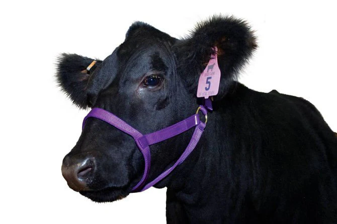 Jeffers Nylon Cow Halter - Image 19
