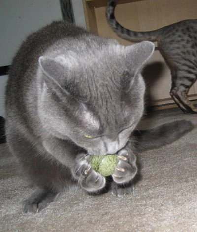 Pawbreakers Bonkas Catnip Candy Ball Cat Toy - Edible Catnip Treat & Toy - Image 2