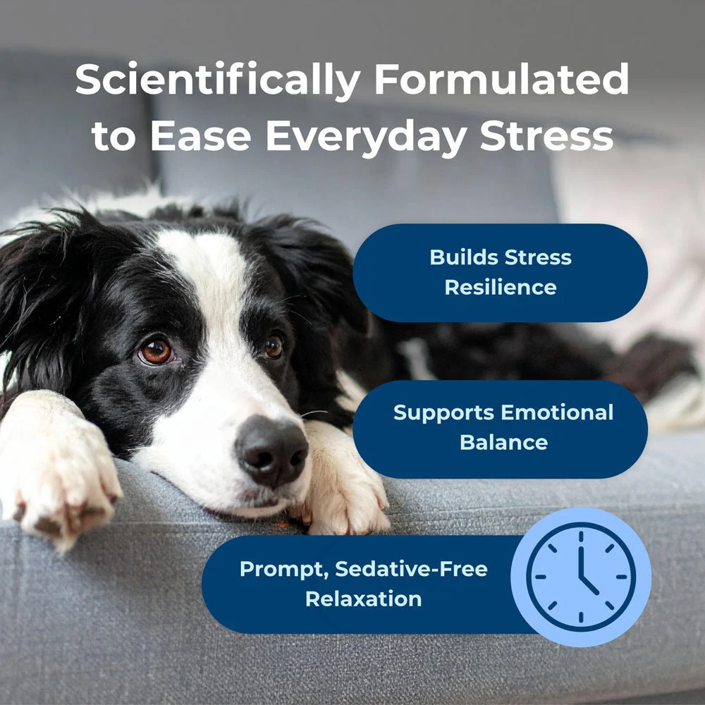 PetAg Dyne Calming & Stress Support Soft Chews for Dogs – Natural Stress Relief for Noise, Travel & Separation Anxiety - Image 5