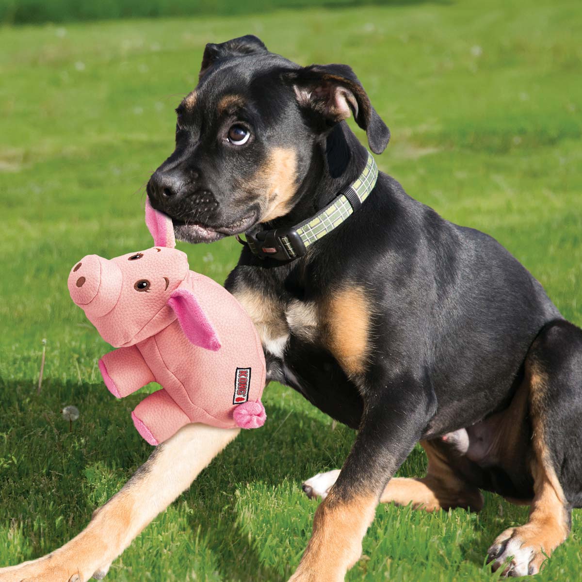 KONG Phatz Pig Plush Dog Toy with Low-Tone Squeaker - Image 11