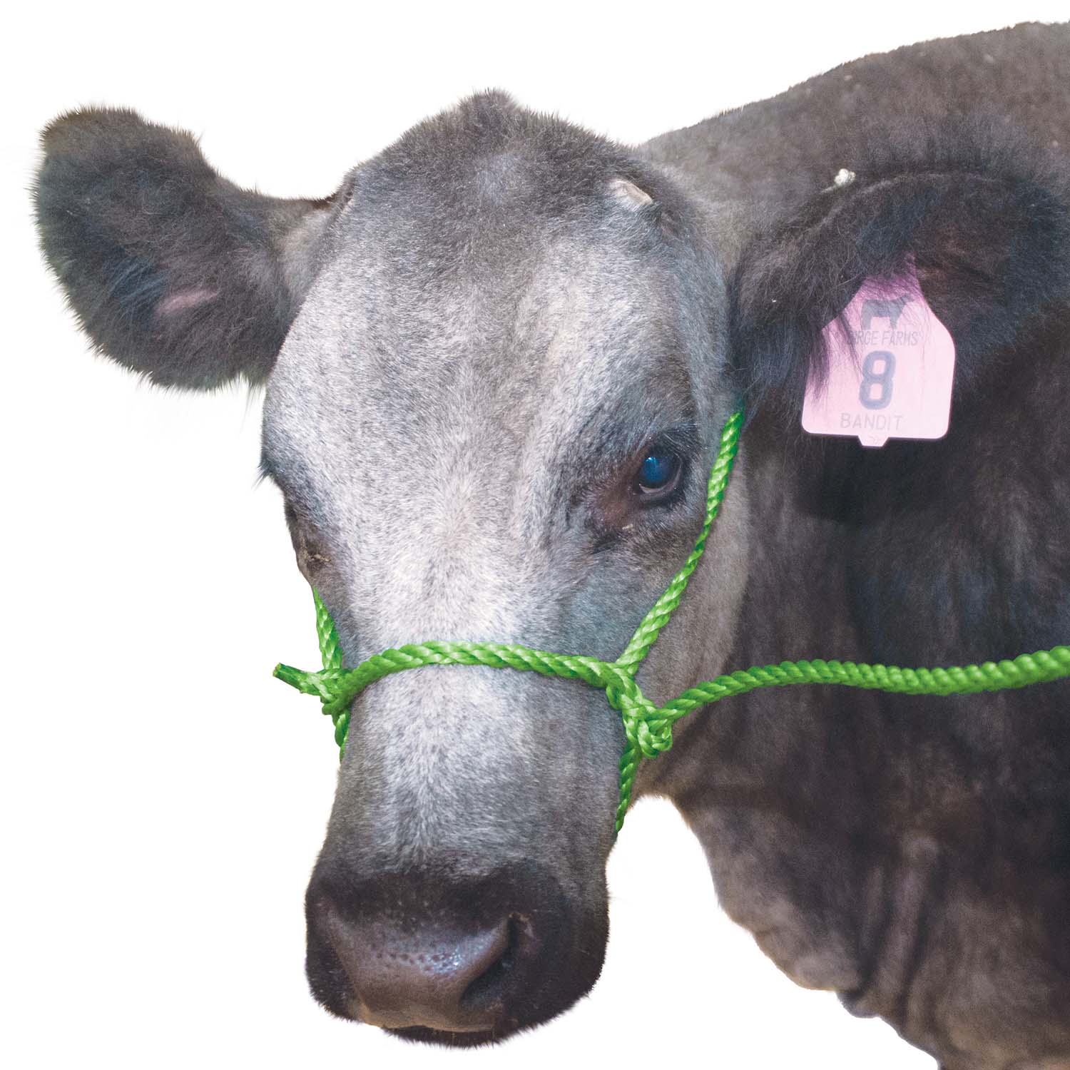Troyer’s Poly Calf Halter with 5' Lead – Durable 3/8" Poly Rope - Image 10