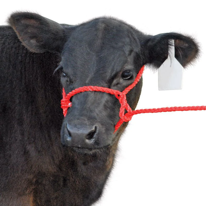 Troyer’s Poly Calf Halter with 5' Lead – Durable 3/8" Poly Rope - Image 8
