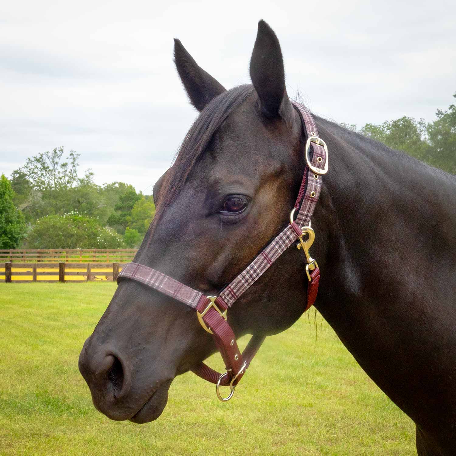 Jeffers Matching Horse Halter & Lead Rope 2 Piece Set, Full Size - Image 28