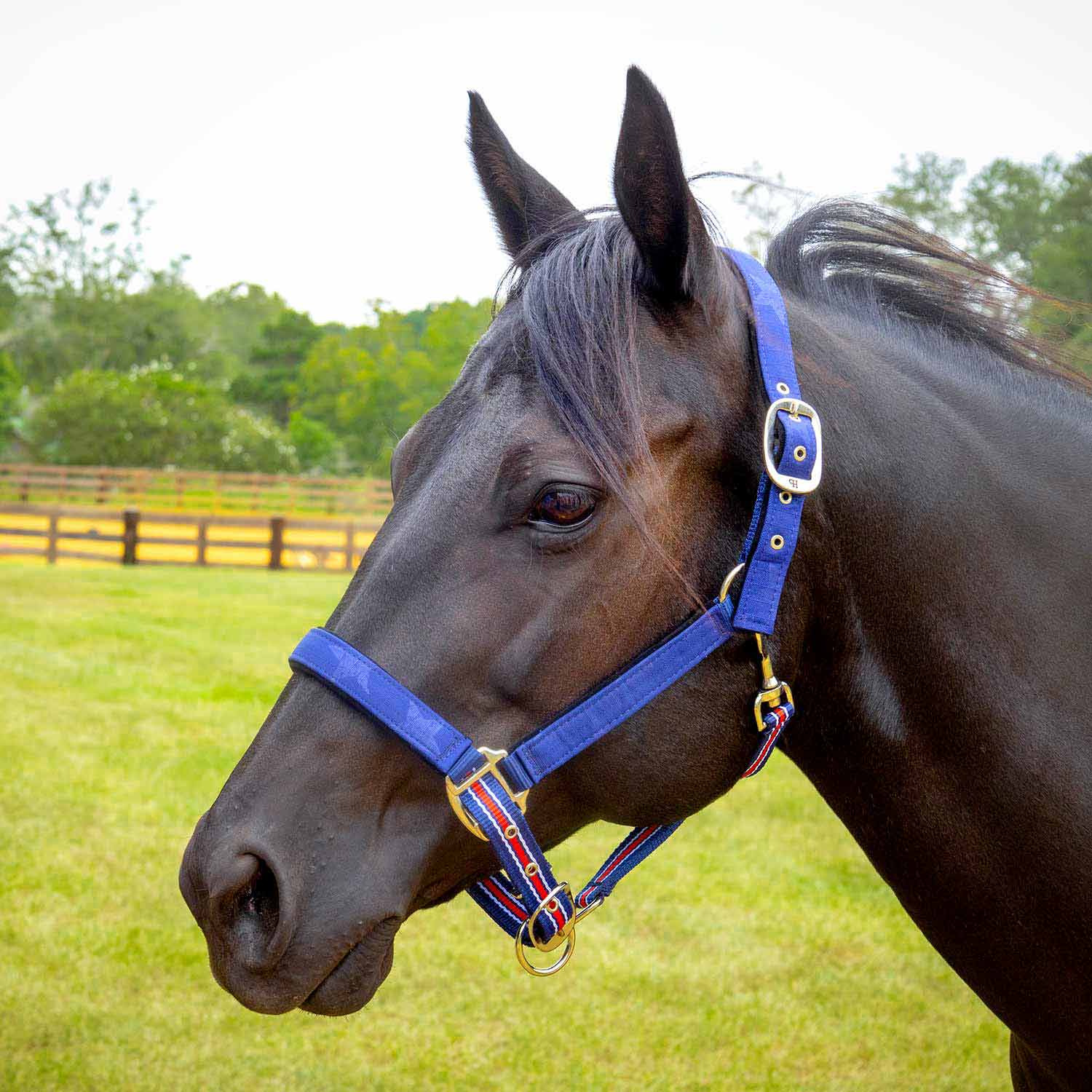 Jeffers Matching Horse Halter & Lead Rope 2 Piece Set, Full Size - Image 5