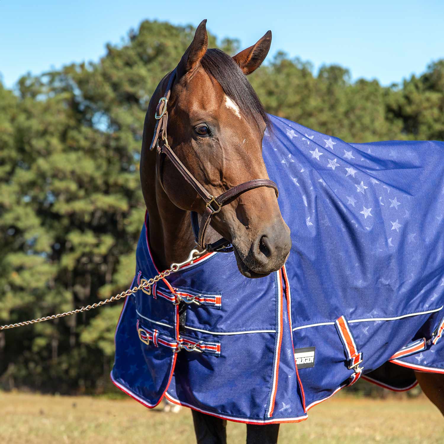 Jeffers Poplar Head "Origin" 600D Medium Weight Turnout Blanket, 240g | Waterproof & Breathable Horse Blanket - Image 16