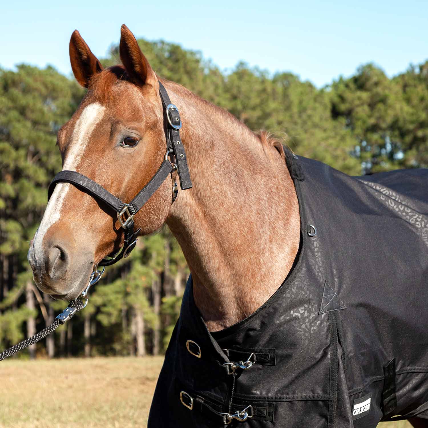 Jeffers Poplar Head "Origin" 600D Medium Weight Turnout Blanket, 240g | Waterproof & Breathable Horse Blanket - Image 6