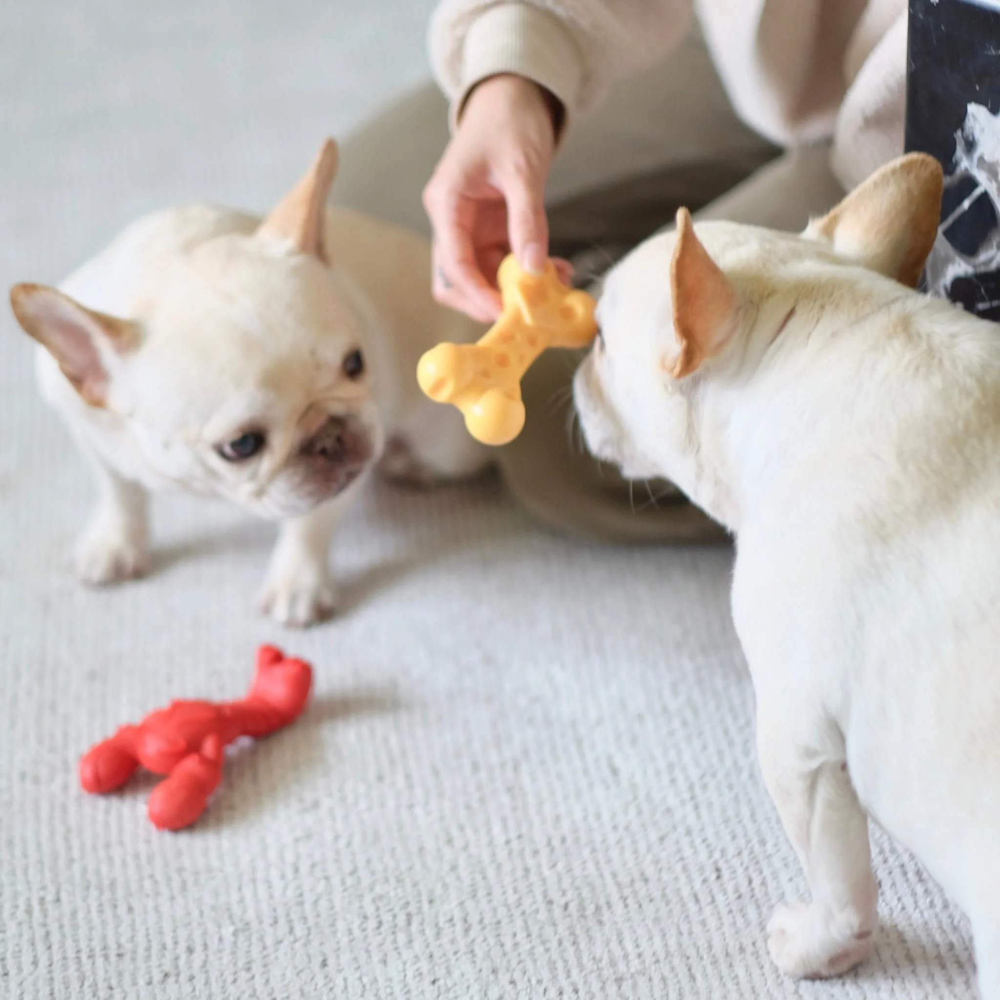 Power Chew Lobster Dog Toy, Filet Mignon - Image 6