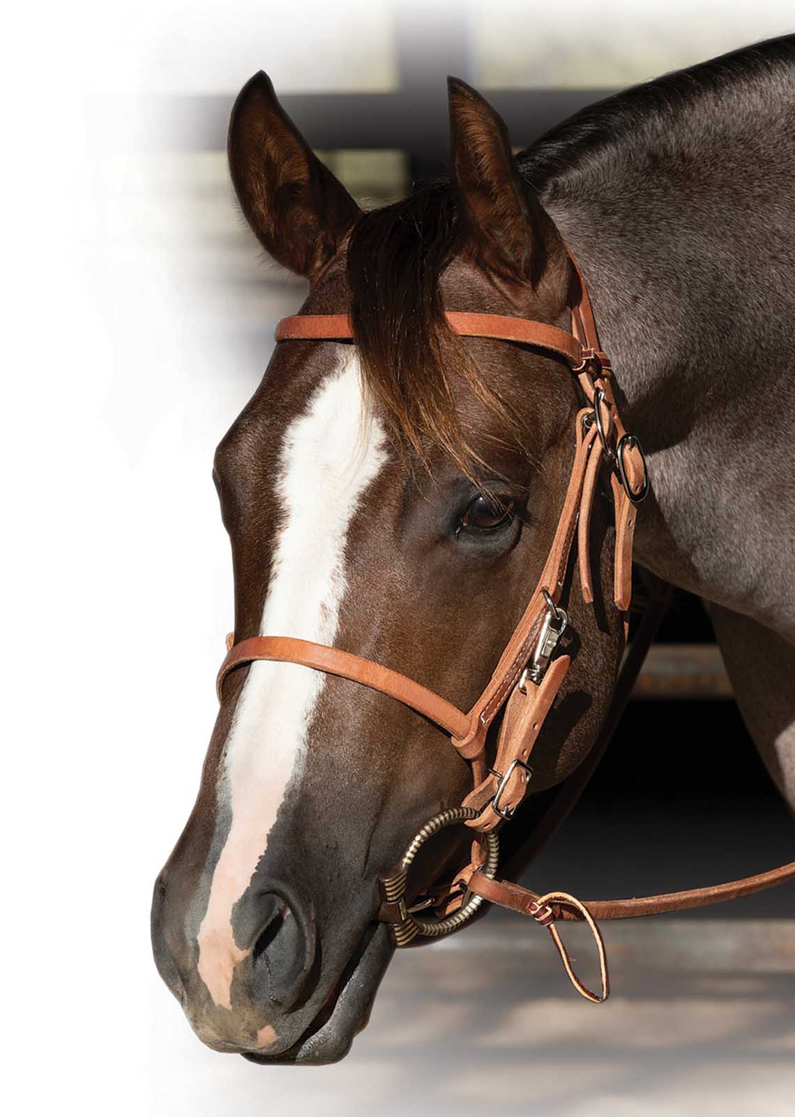 Professional's Choice Trail Bridle - Image 2