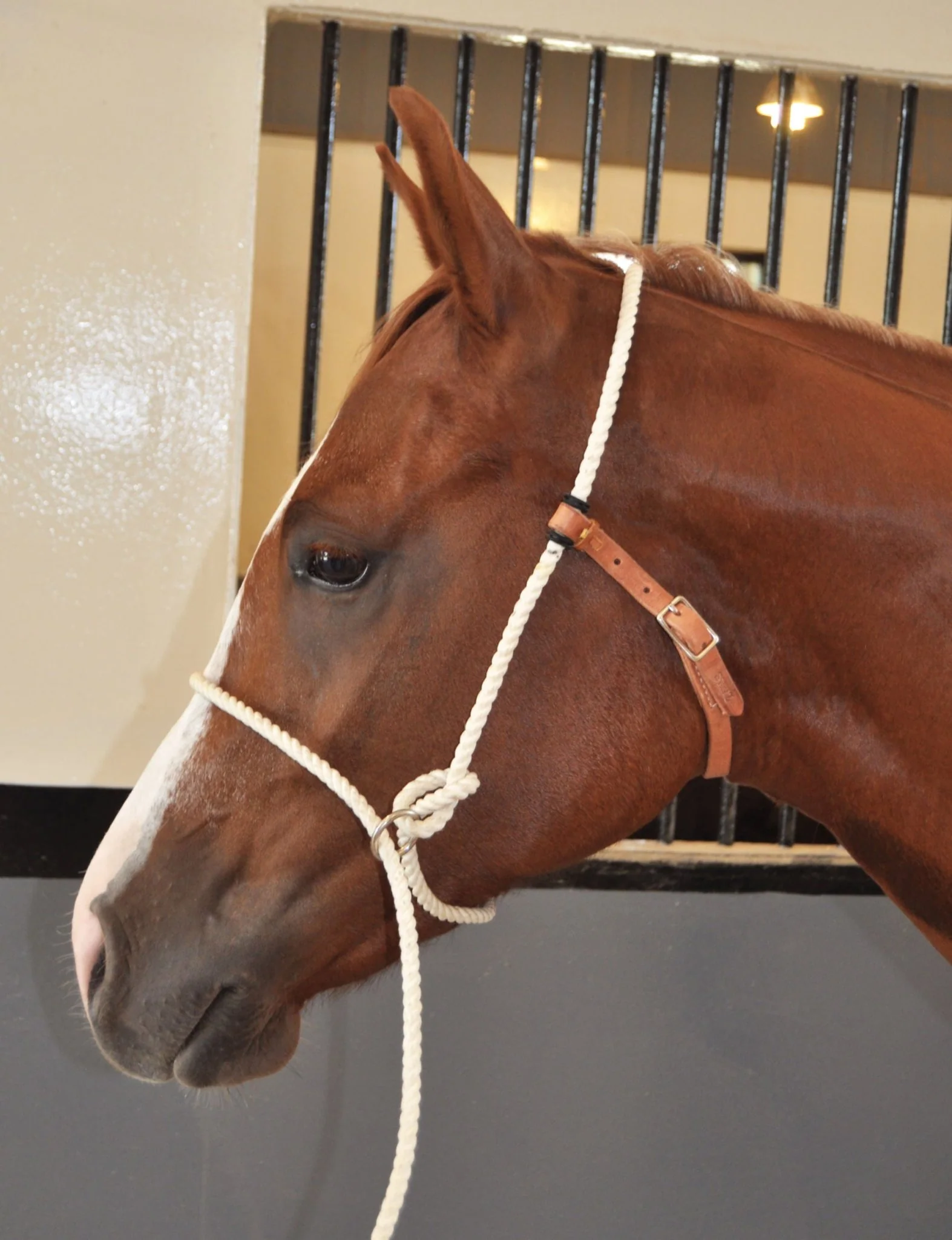 Training Halter - Image 2