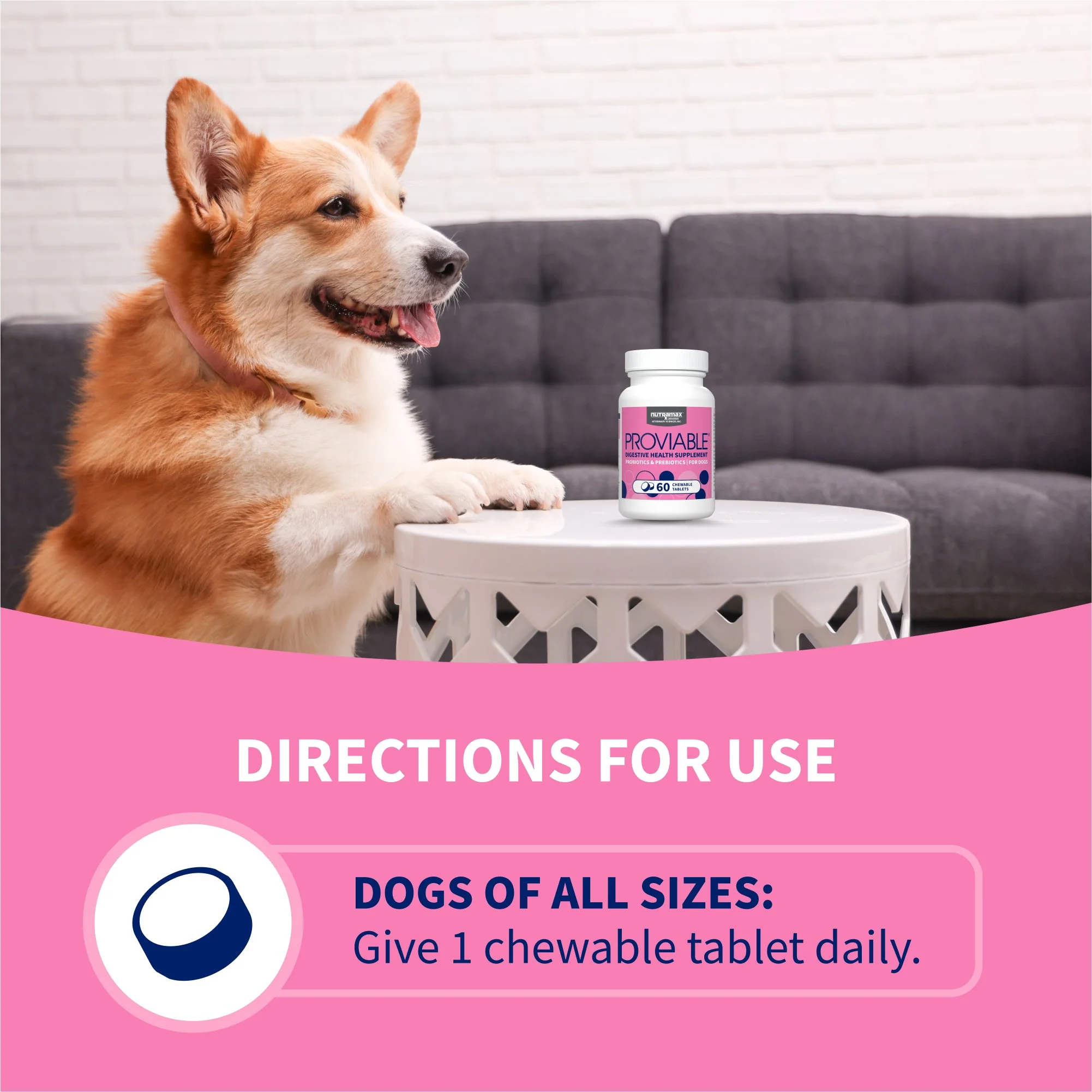 Nutramax Proviable-DC Chew Tablets for Dogs, 60 ct - Image 5