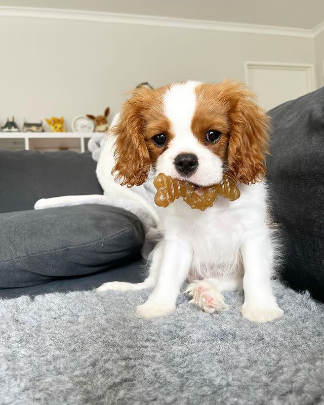 Puppies Teething Chew Ring Bone - Image 6