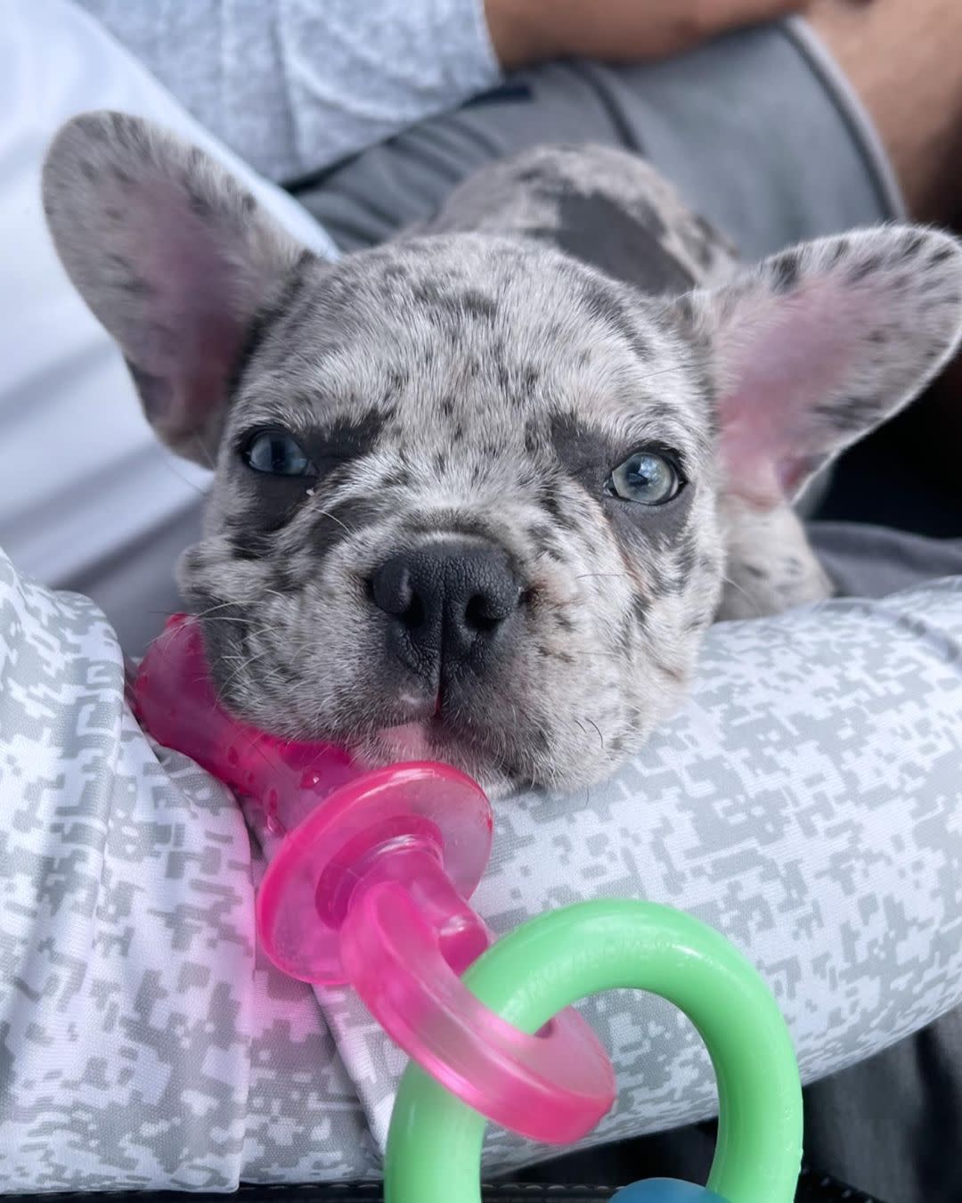 Nylabone Puppy Teething Pacifier Bacon Flavor Chew Toy - Image 5
