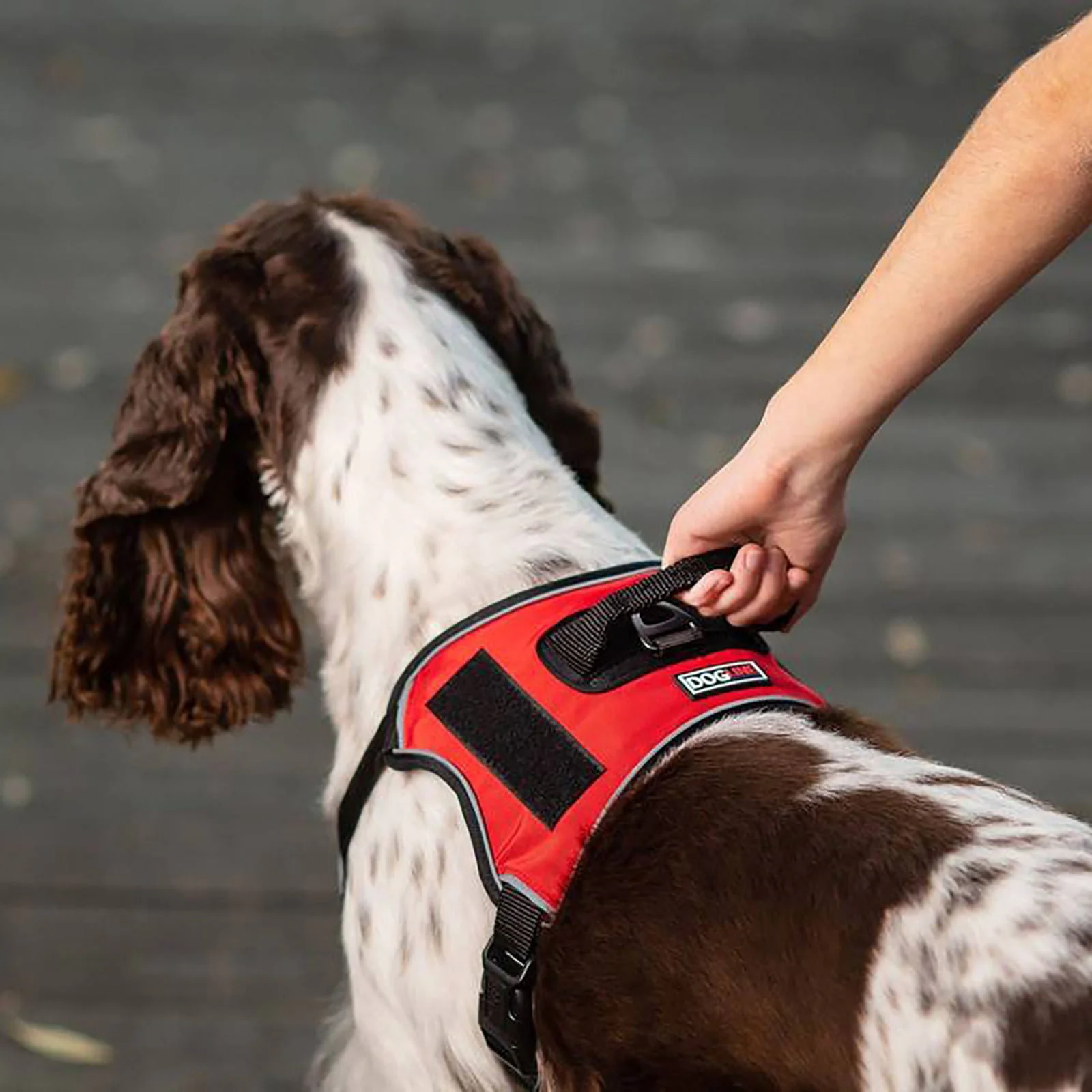 Quest Multi-Purpose Harness, XSmall - Image 12