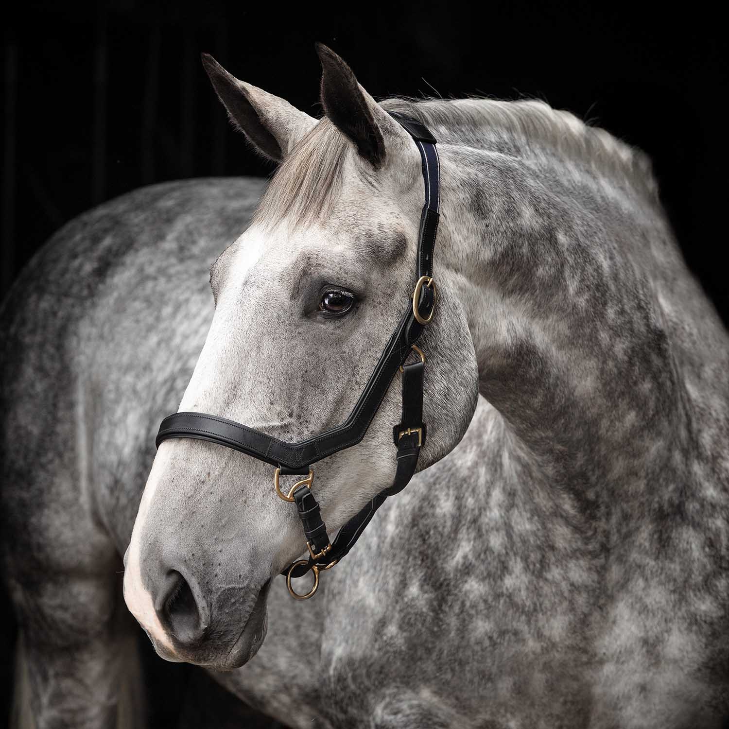 Rambo Micklem Leather Pony & Horse Halter – Anatomical Comfort Fit, Adjustable & Safe - Image 2