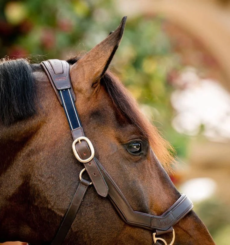 Rambo Micklem Leather Pony & Horse Halter – Anatomical Comfort Fit, Adjustable & Safe - Image 4