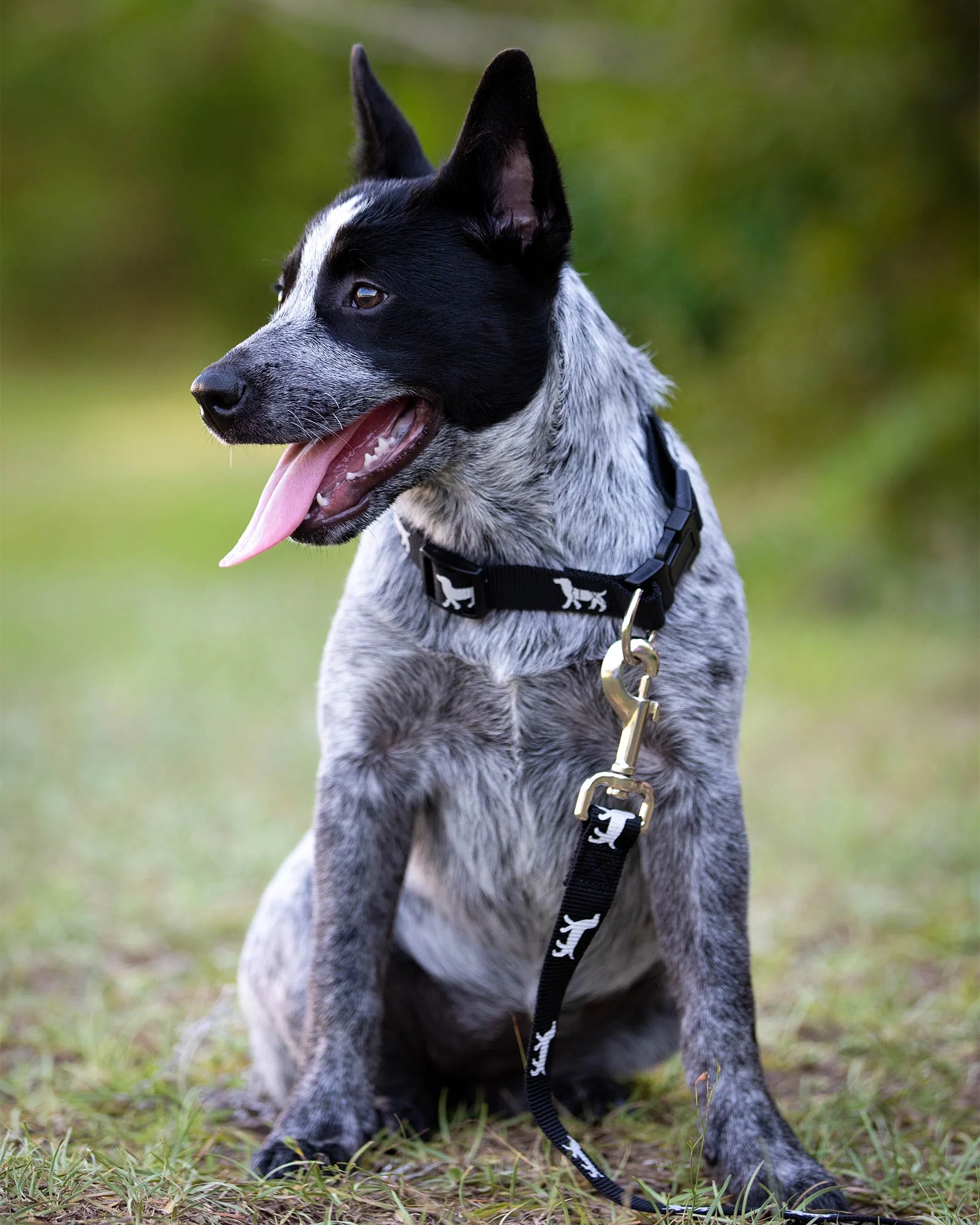 Jeffers Reflective Hound Series Adjustable Nylon Dog Collars - Image 11
