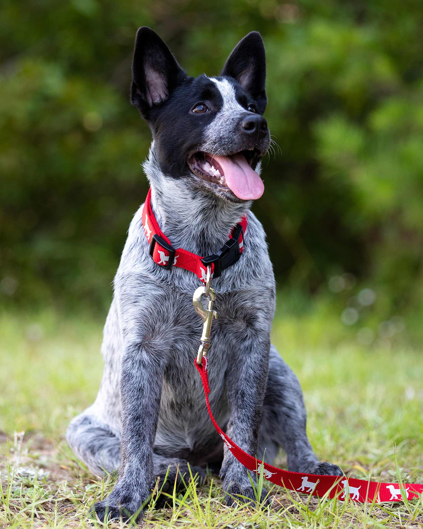 Jeffers Reflective Hound Series Adjustable Nylon Dog Collars - Image 4