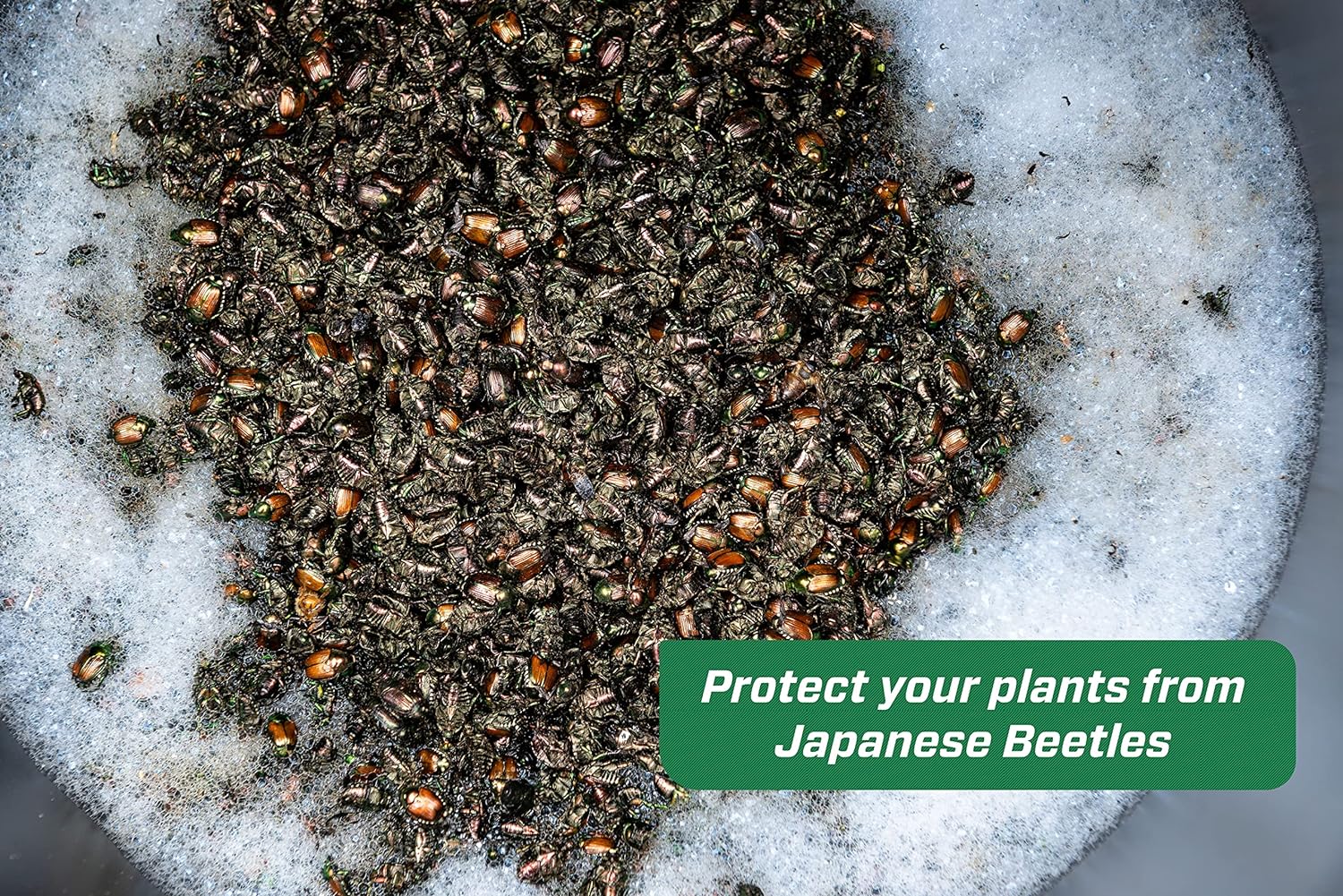 RESCUE! Japanese & Oriental Beetle Trap & Refills - Reusable, Non-Toxic Garden Pest Control - Image 9