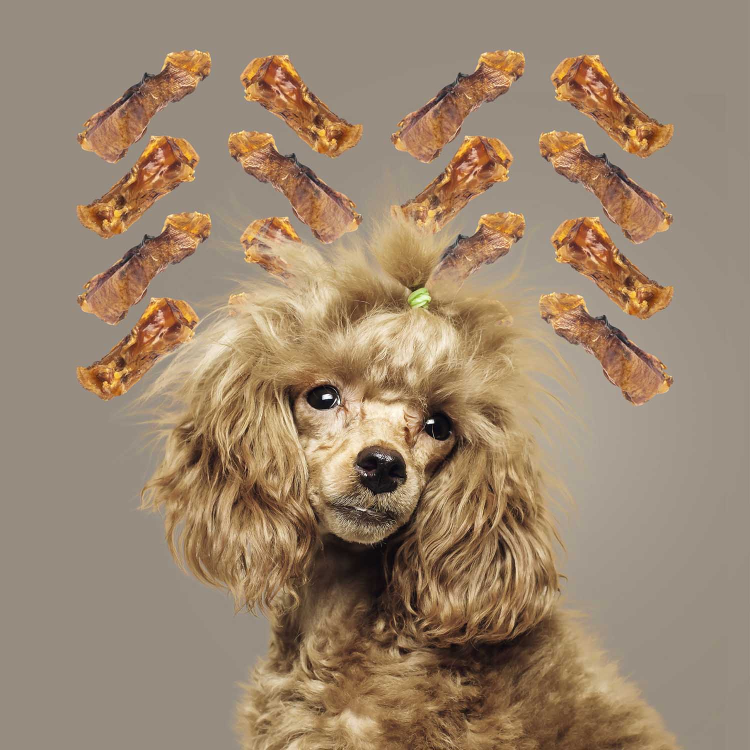 Roam Dog Treats Ossy Chops, 2pk - Image 5