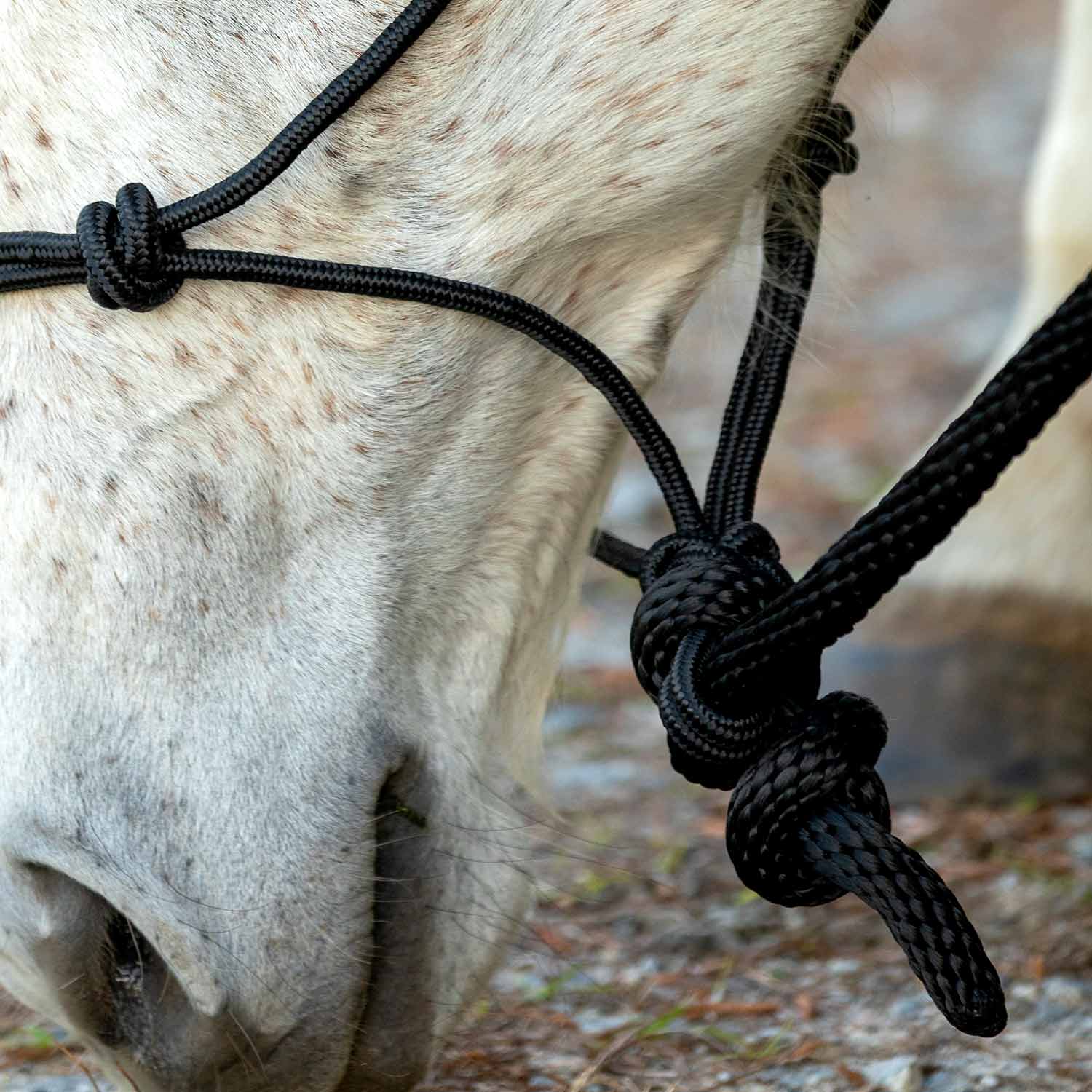 Jeffers Poly Braided Rope Horse Halter with Lead - Image 5
