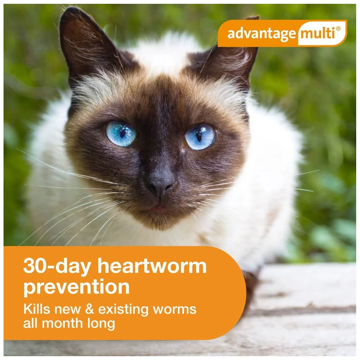 Rx Advantage Multi for Cats - Image 6