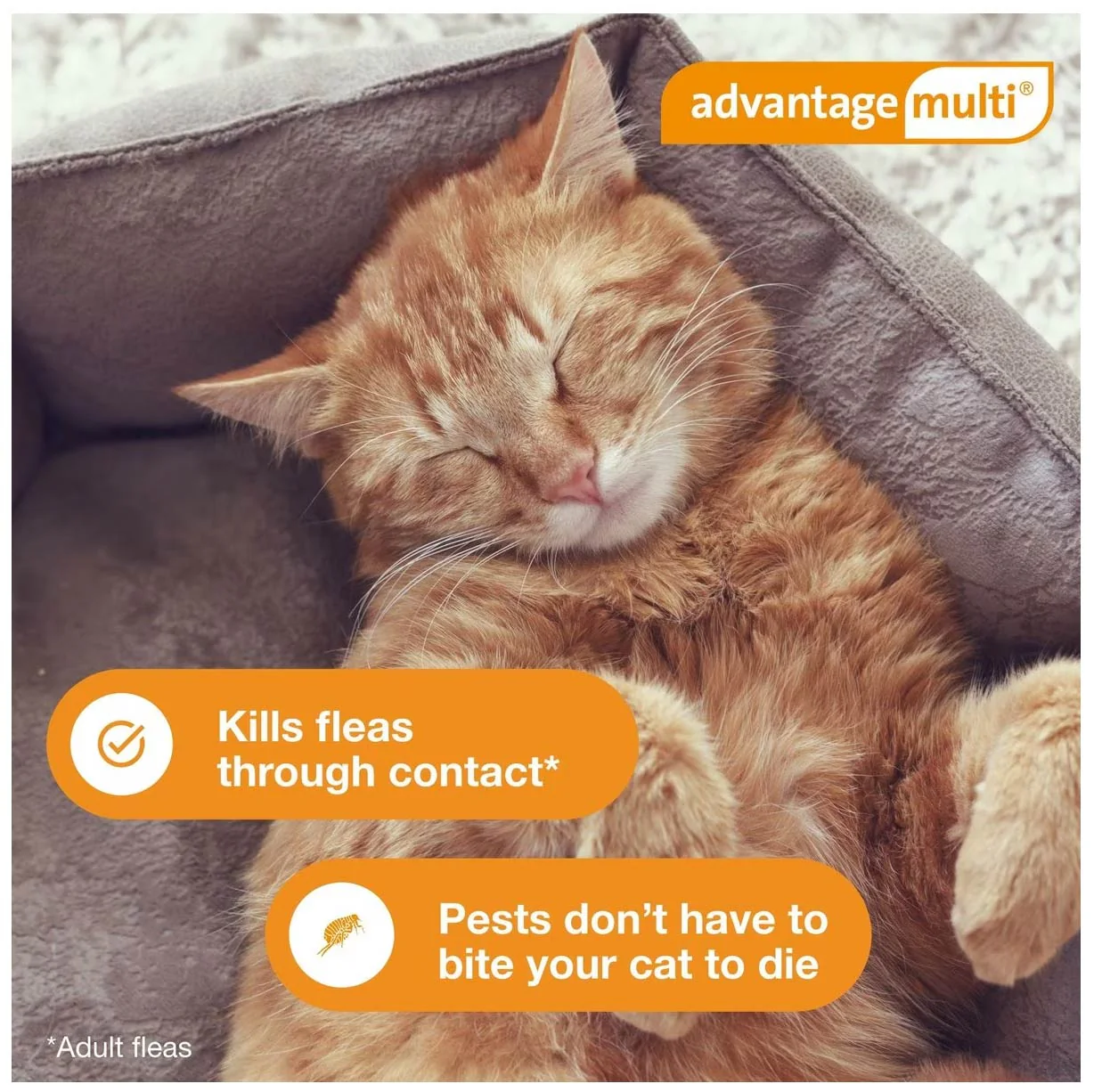 Rx Advantage Multi for Cats - Image 7