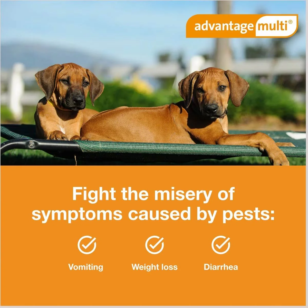 Rx Advantage Multi for Dogs (imidacloprid + moxidectin) Topical Solution - Image 4