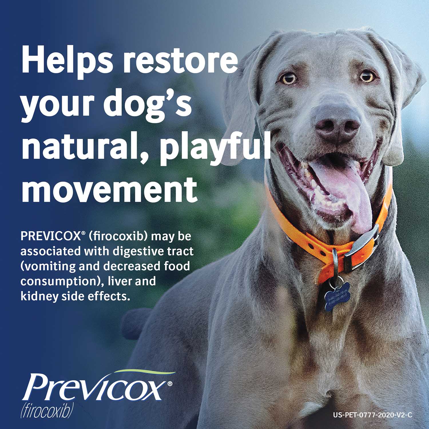 Rx Previcox (firocoxib) Chew Tabs for Dogs - Image 29