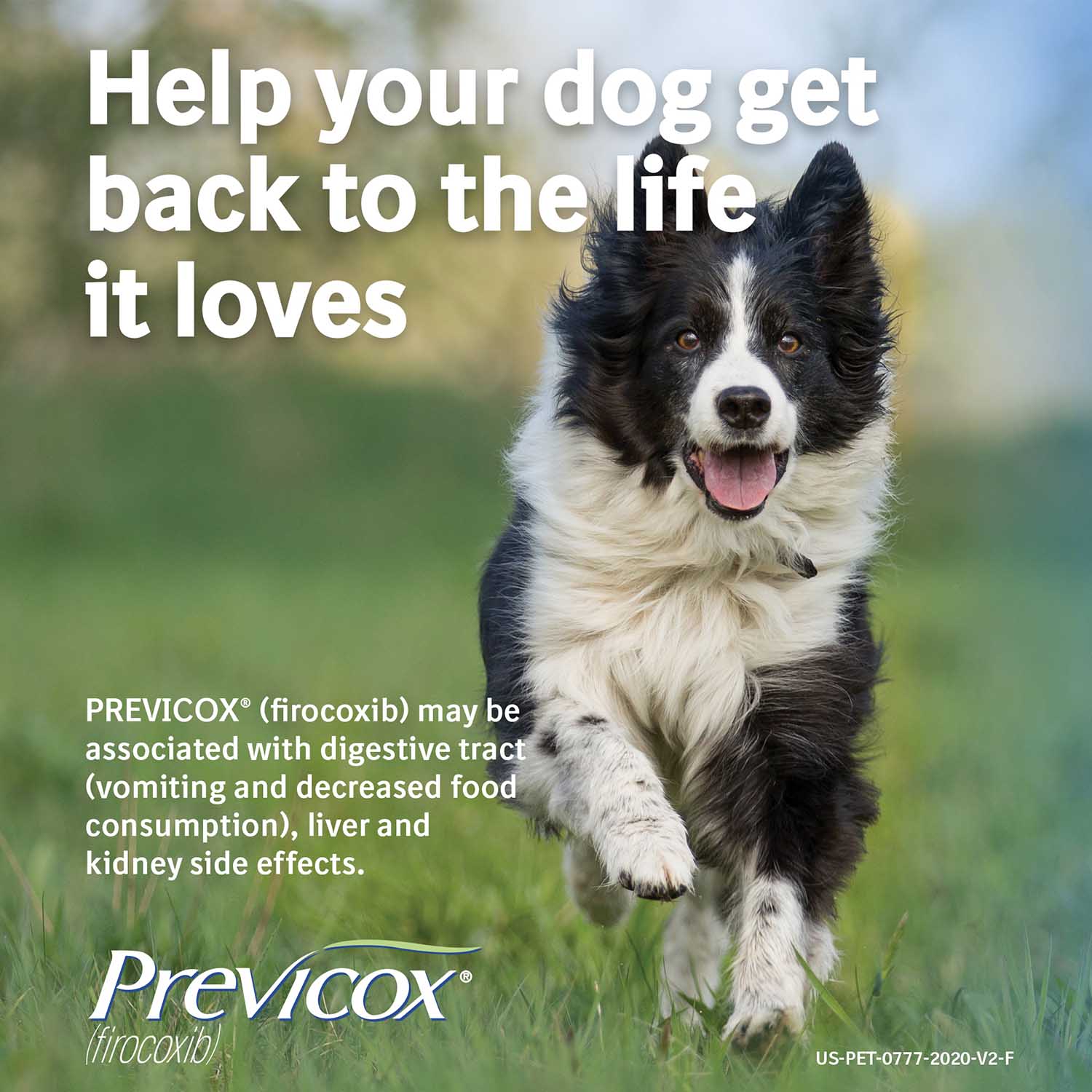 Rx Previcox (firocoxib) Chew Tabs for Dogs - Image 44