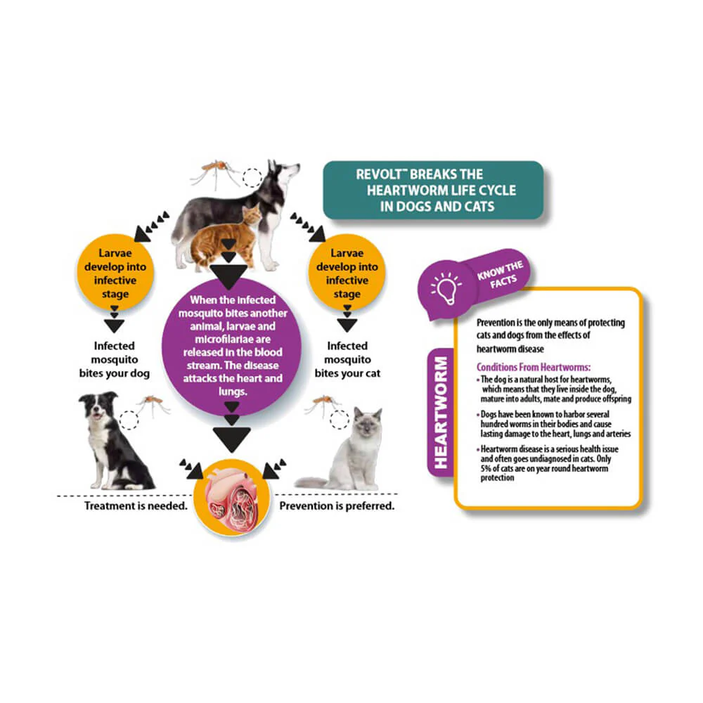 Rx Revolt (Selamectin) for Cats - Image 3