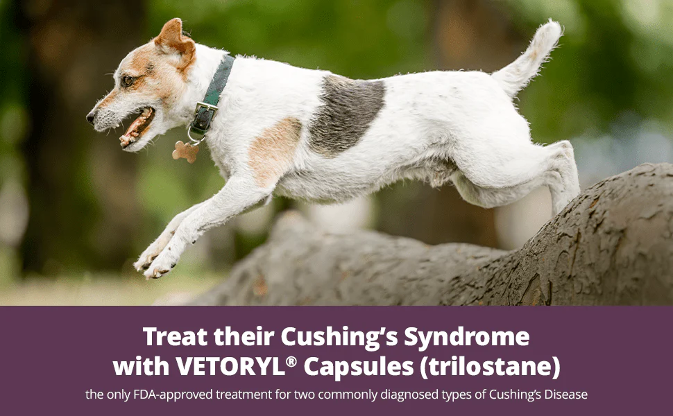 Rx Vetoryl (trilostane) Capsules for Dogs - Image 15