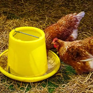 Safe-Guard AquaSol Dewormer for Backyard Chickens, 3ml - Image 7