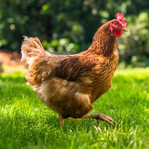 Safe-Guard AquaSol Dewormer for Backyard Chickens, 3ml - Image 8